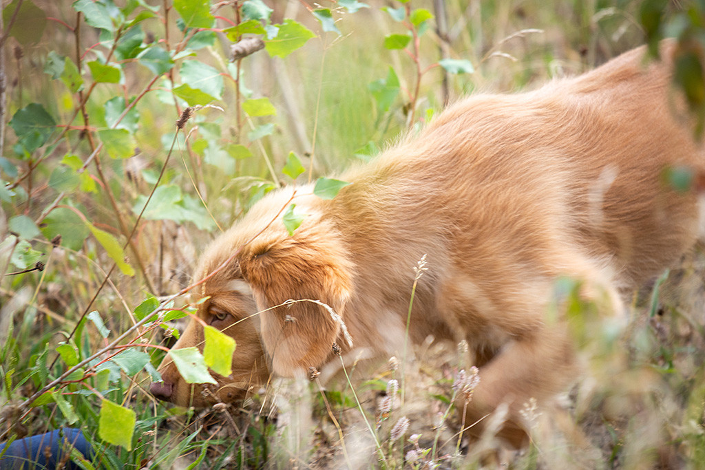Newton findet den Dummy im hohen Gras