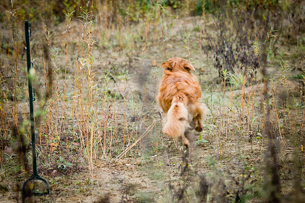 Edison rennt vom grünen Markierstab zu Stephan rüber