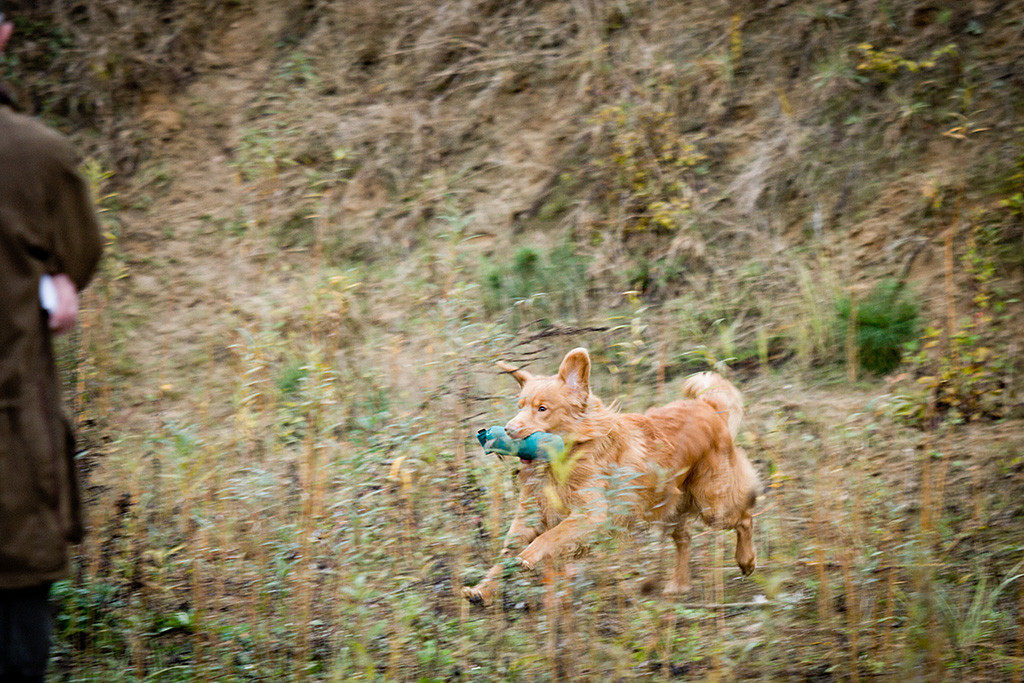 Edison läuft mit dem Dummy im Fang auf Stephan zu, im Vordergrund steht der Richter und beobachtet