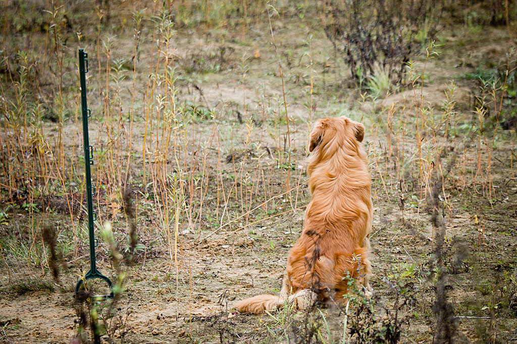 Edison sitzt alleine neben einem grünen Markierstab und schaut zu Stephan rüber
