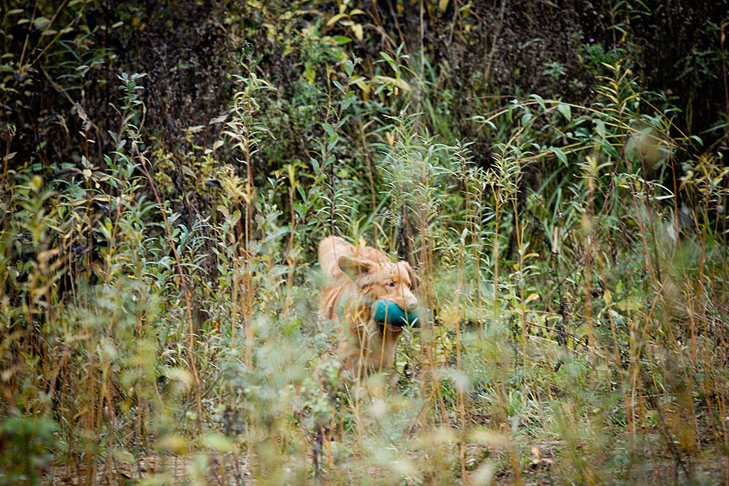 Edison läuft mit einem Dummy im Fang durchs hohe Gras