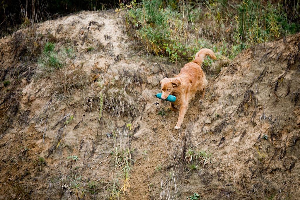 Edison läuft mit dem Dummy im Fang den Abhang runter