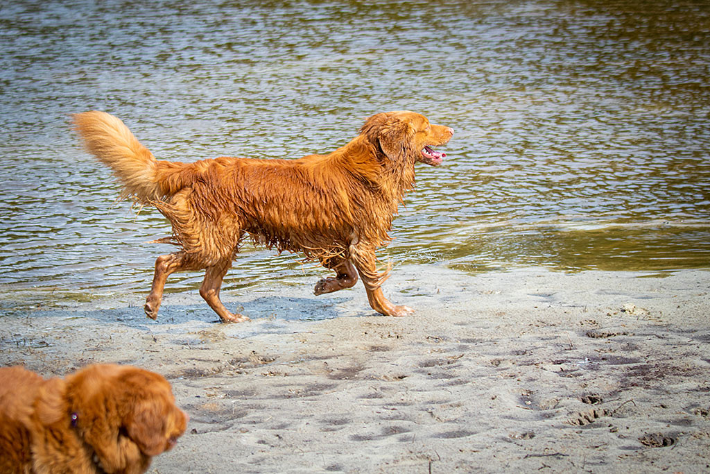 Edison stolziert freudig am Wasser entlang