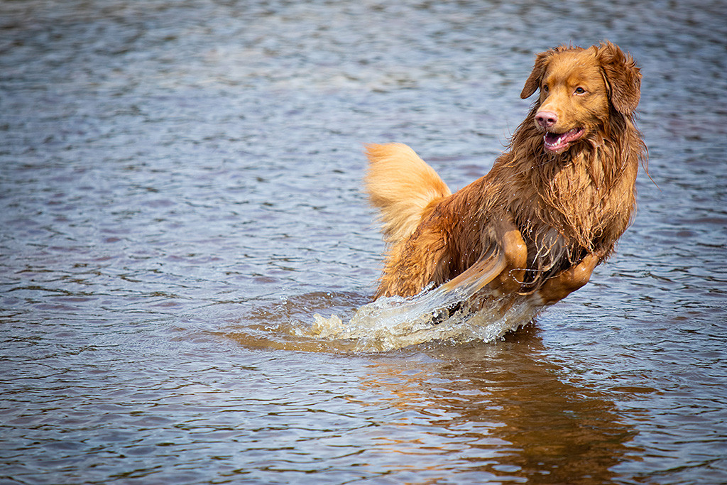 Edison macht einen seitlichen Satz aus dem Wasser raus