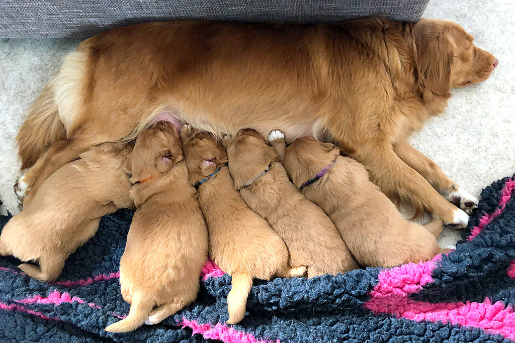 Suzy liegt auf dem Boden während alle fünf Welpen sich an der Milchbar bedienen