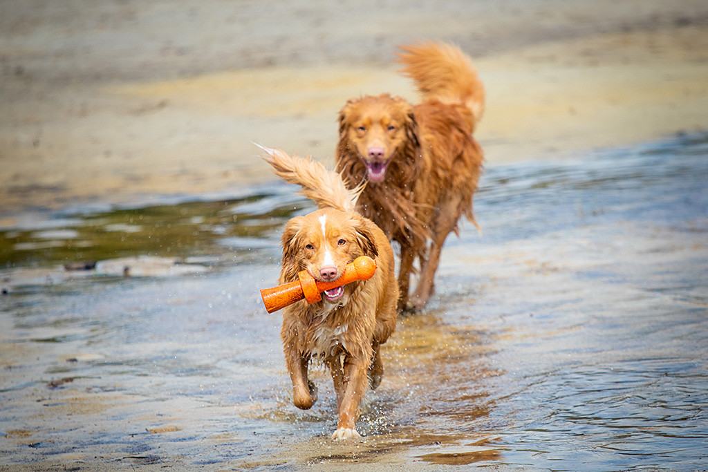 Edison läuft Keet hinterher, die ein orangenes Apportel im Fang trägt