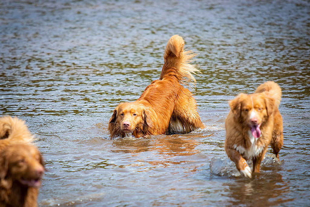 Edison nimmt ein Bad im Wasser während Keet an ihm vorbeiläuft