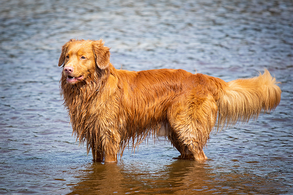 Edison steht knietief im Wasser und sein Fell ist nass