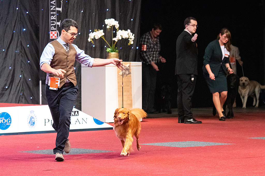 Edison läuft geschwind an Stephans Seite als erster Hund in den Ehrenring ein