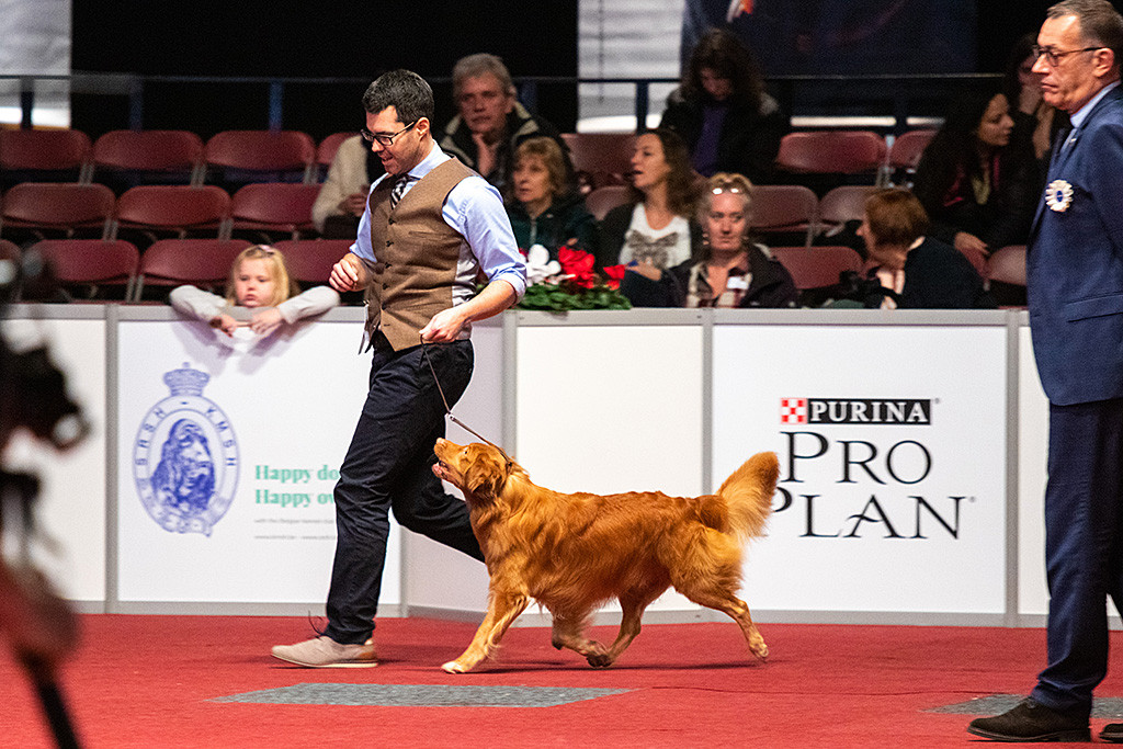 Edison läuft an Stephans Seite am Richter im Ehrenring vorbei