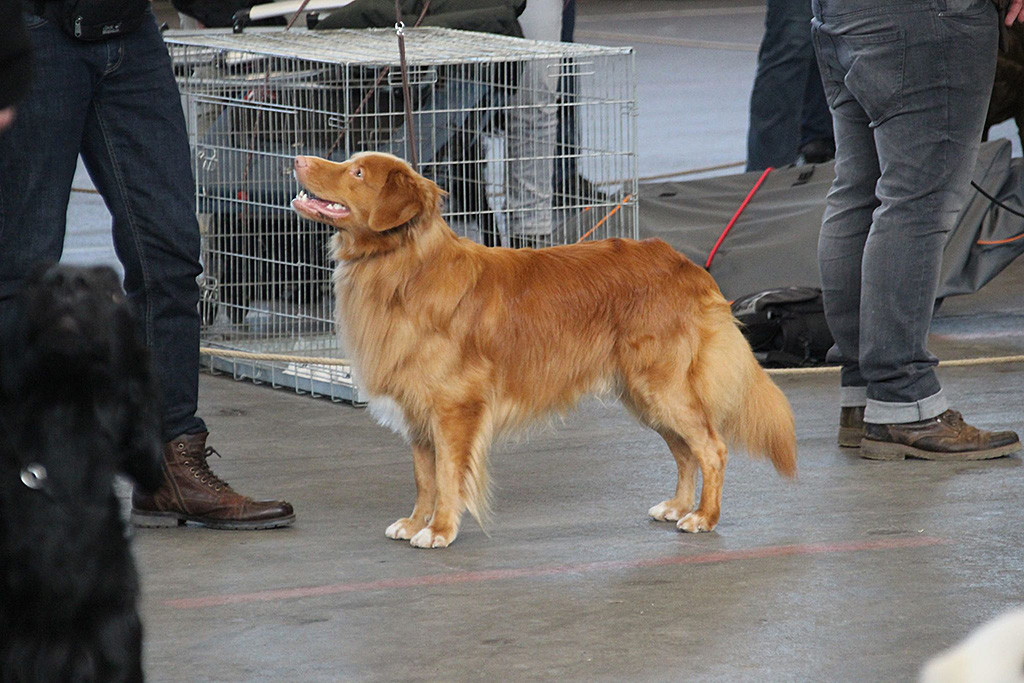Edison steht im Ehrenring und schaut leicht zu Stephan hoch