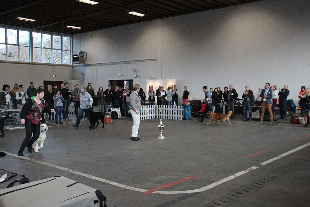 Edison läuft in der Shortlist mit dem Golden Retriever und dem Curly Coated Retriever durch den Ehrenring, in der Mitte steht Richterin Tiina Illukka  samt Pokal