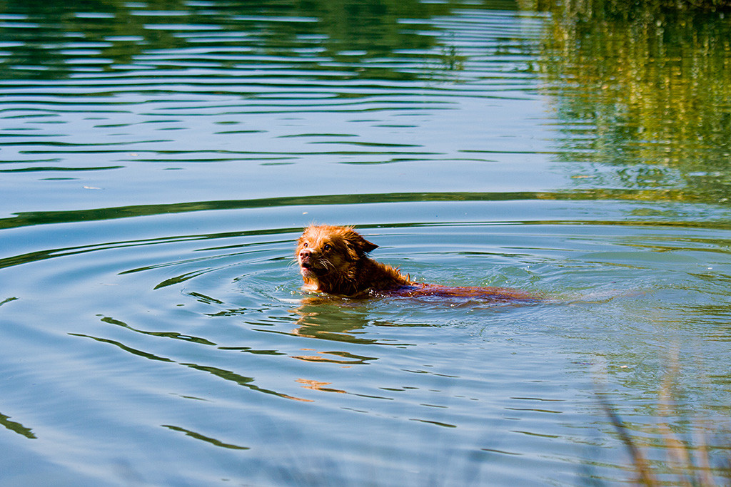 Frieda schaut sich im Wasser um und fragt, wo das Spielzeug bleibt