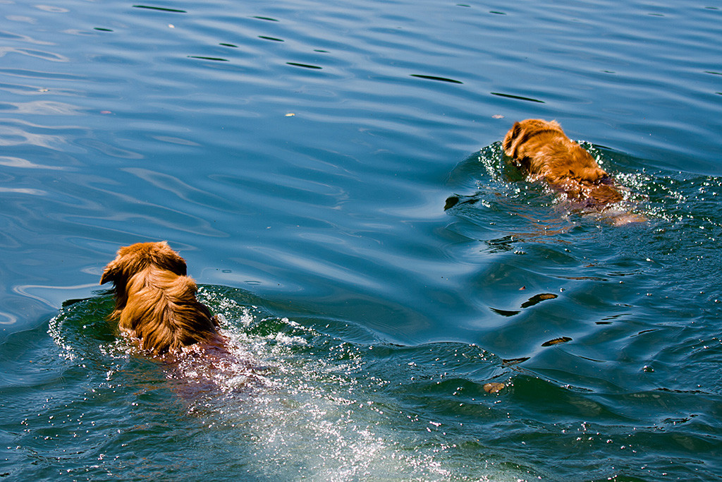 Edison und Frieda schwimmen nebeneinander im Wasser