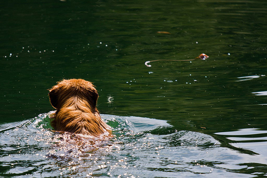 Edison ist kurz davor sein Spielzeug im Wasser zu apportieren