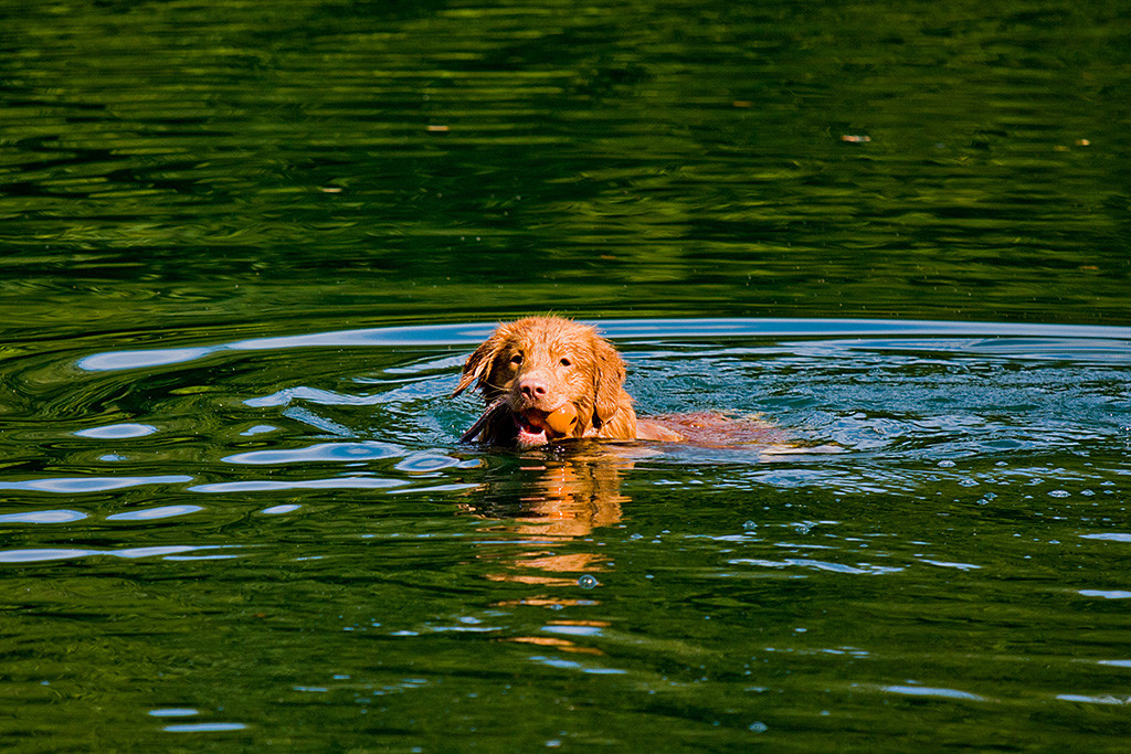 Edison apportiert das Spielzeug aus dem See
