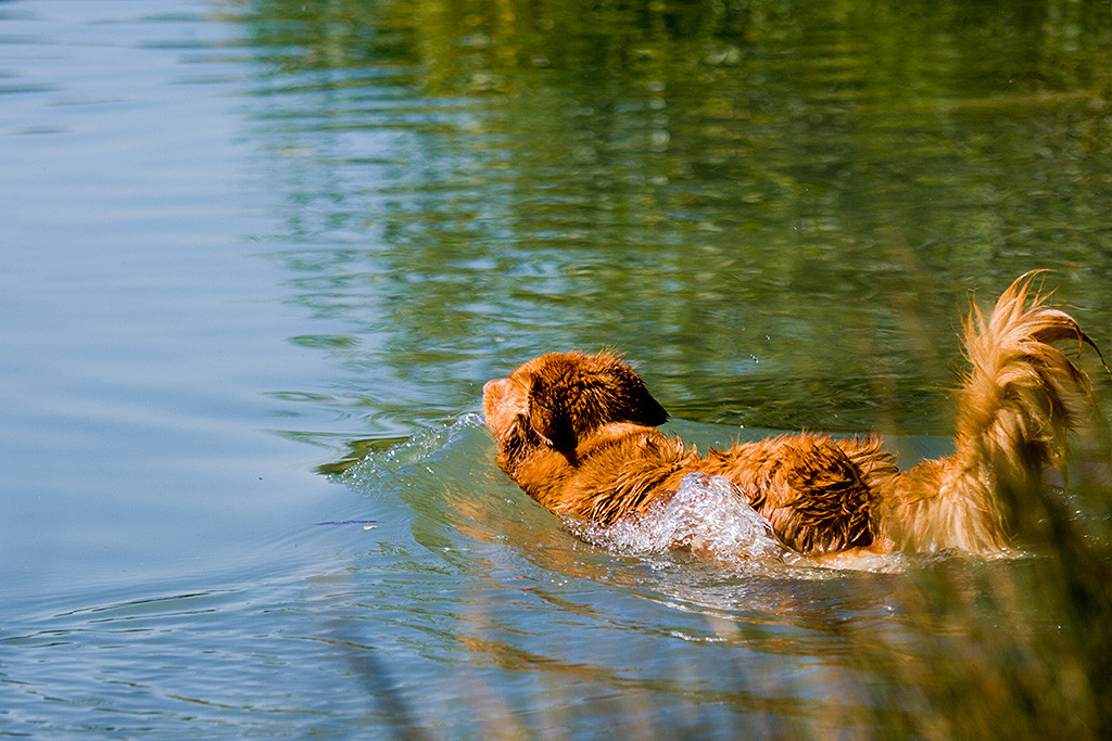 Frieda beim Einstieg ins Wasser