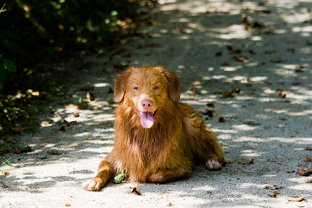 Edison liegt vollkommen nass mit einer eingezogenen Vorderpfote im Schatten und lächelt in die Kamera