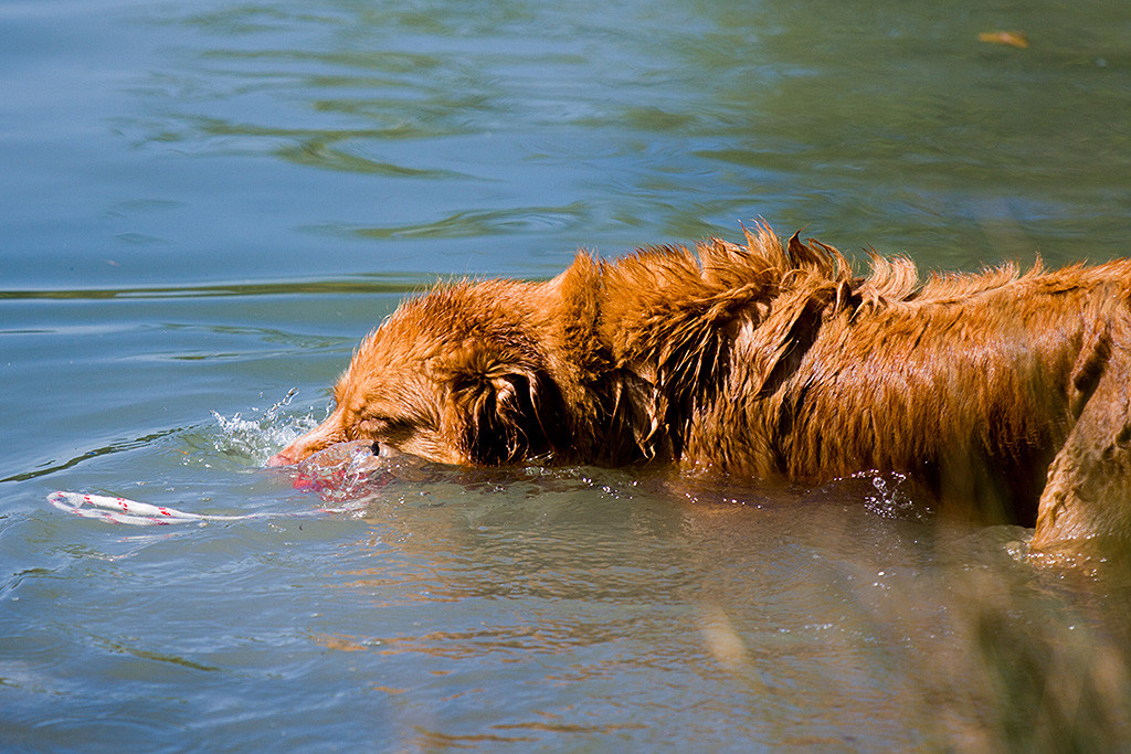 Frieda schnappt nach dem Spielzeug im Wasser