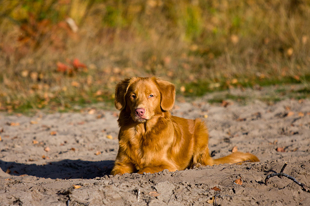 Edison macht Platz im Sand
