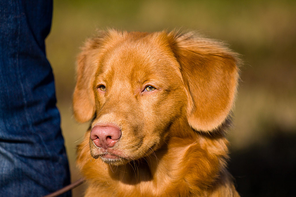 Nahaufnahme von Edison, der ernst dreinschaut
