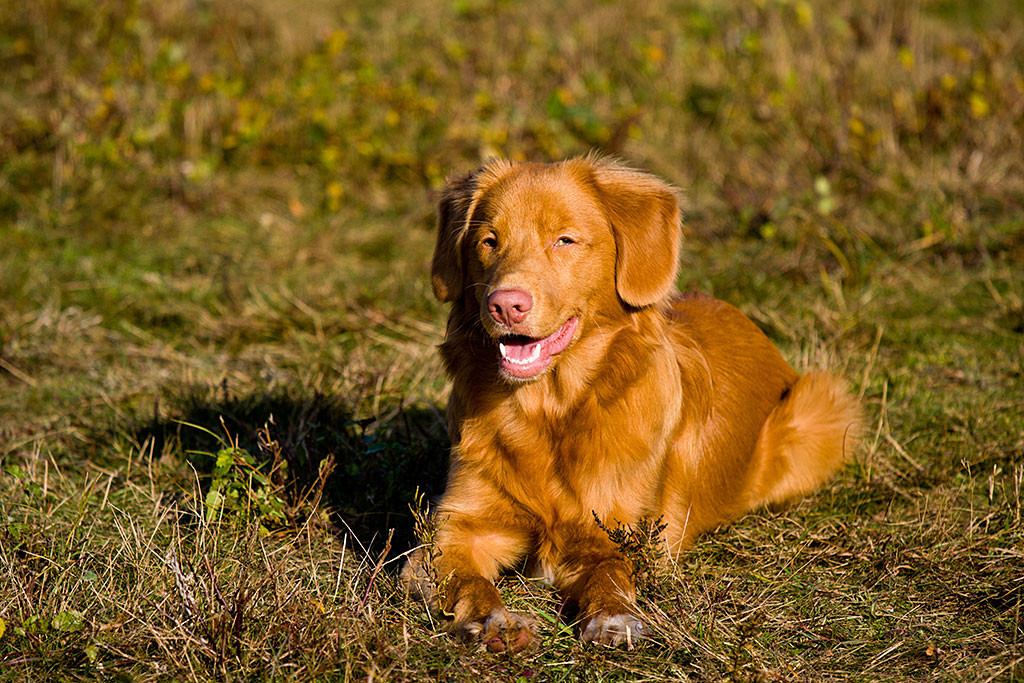 Edison macht Platz und liegt lächelnd auf der Wiese