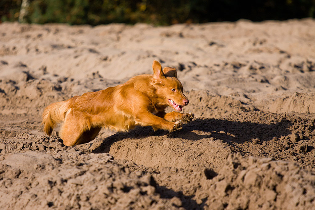 Edison springt über Sandhaufen