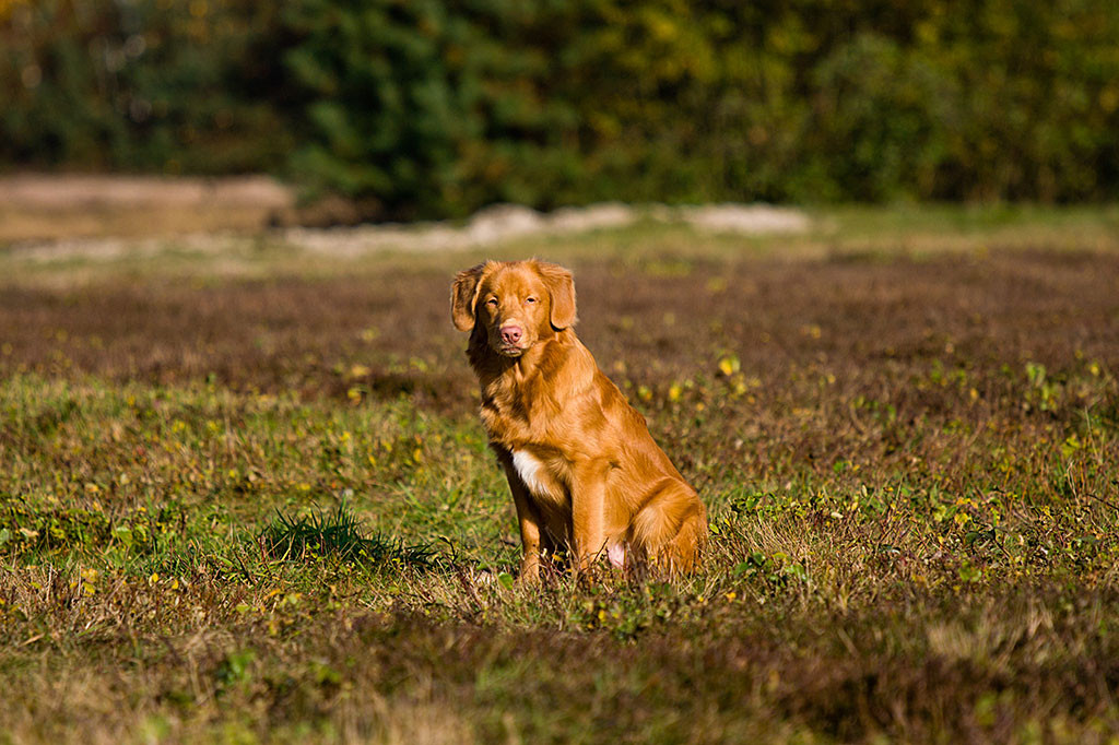 Edison sitzt mitten auf der Wiese und guckt frontal in die Kamera
