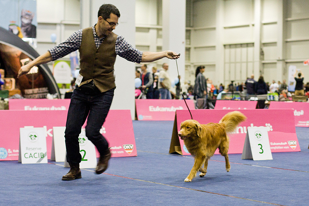Edison bei der Gangwerkprobe im Kreis