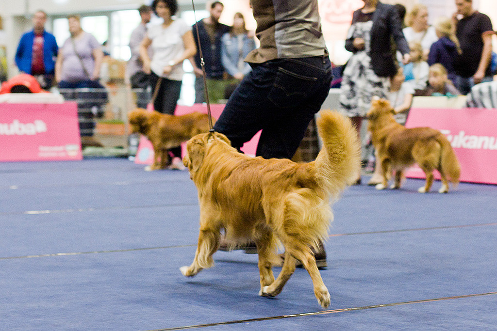 Edison bei der Gangwerkprobe auf den Richter zu