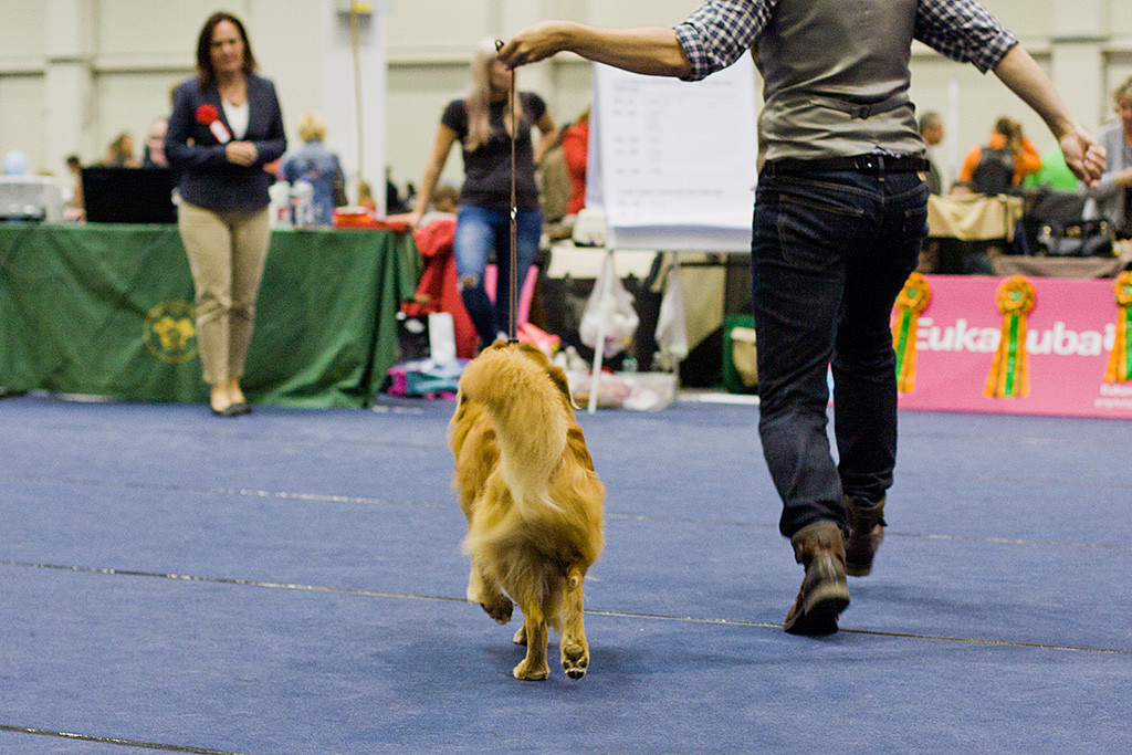 Edison bei der Gangwerprobe auf die Richterin zu