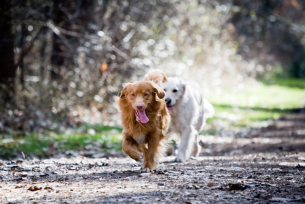 Edison läuft vor Emma auf dem Waldweg, beiden hängt die Zunge heraus