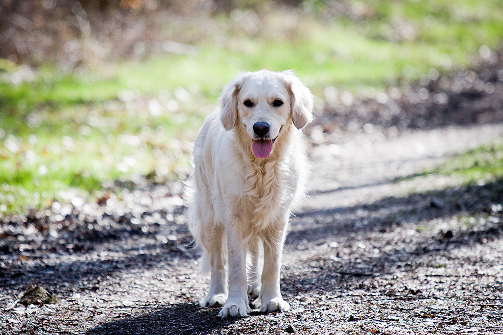 Emma steht mit heraushängender Zunge auf einem Waldweg