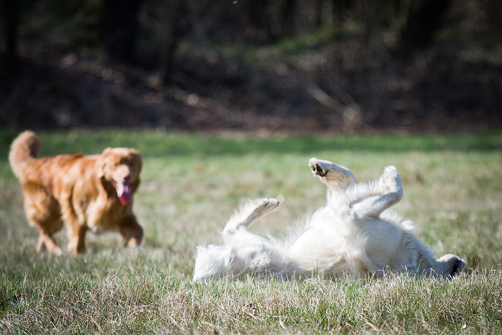 Edison kommt von hinten ins Bild während sich Emma vorn im Dreck wälzt