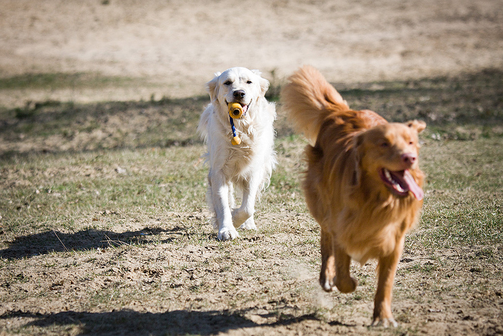 Edison läuft vorn aus dem Bild während Emma hinten stolz sein Spielzeug im Fang trägt