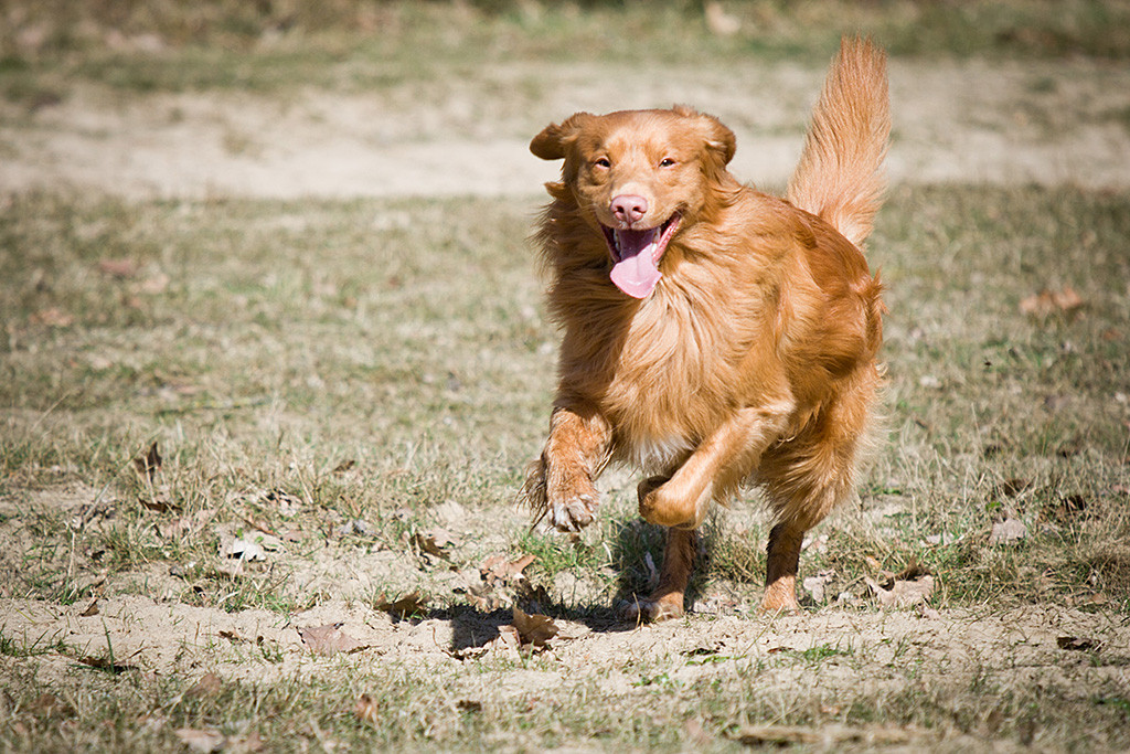 Edison sprintet lächelnd und mit heraushängender Zunge über das Gelände