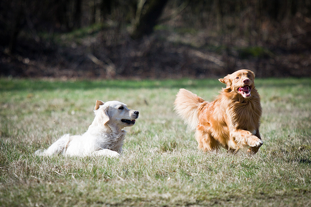 Edison stolziert an Emma vorbei, die sich gerade im Dreck gewälzt hat