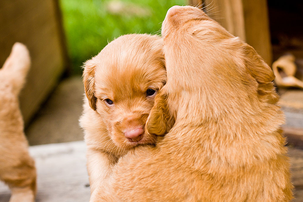 Edison spielt mit Enapay