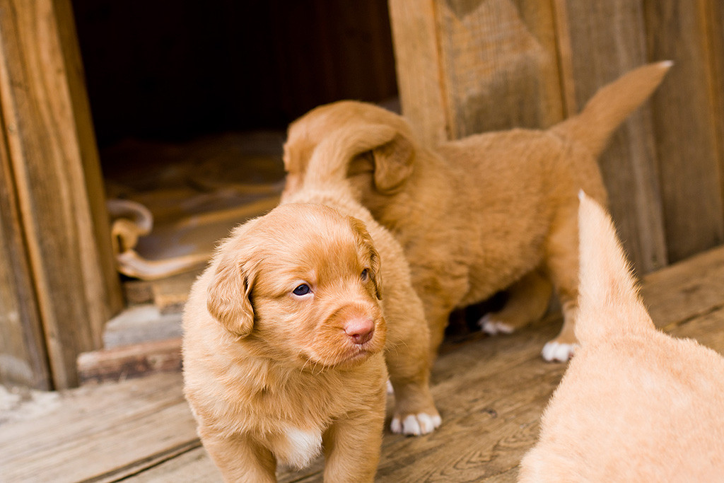 Edison und seine zwei Geschwister