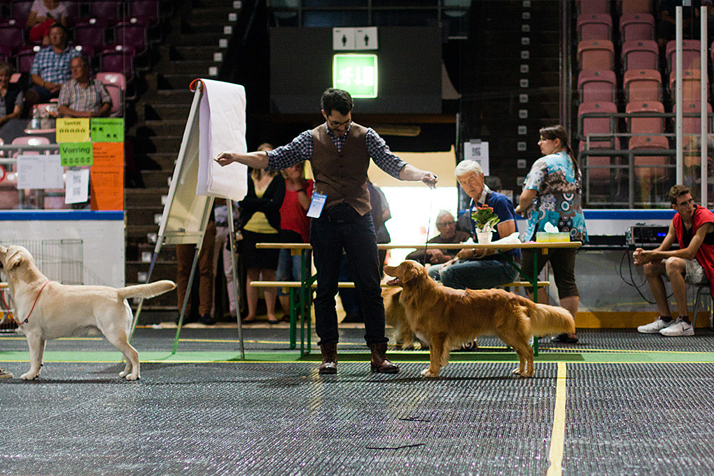 Edison steht wie eine Eins direkt hinter dem Labrador Retriever