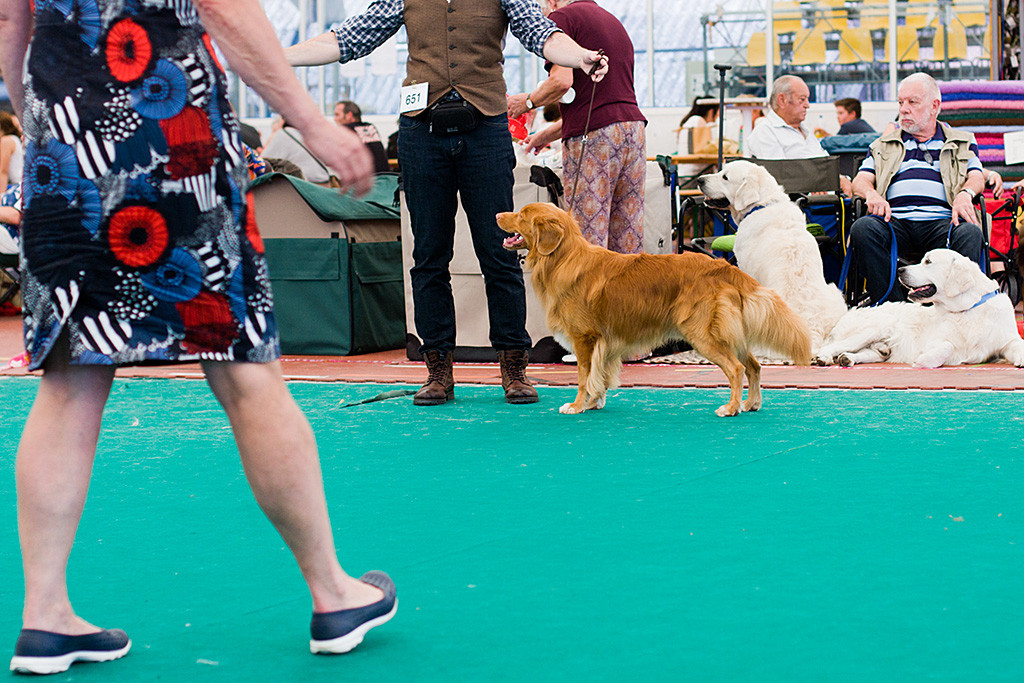 Edison präsentiert sich bei der Wahl zum besetn Rüden der Richterin