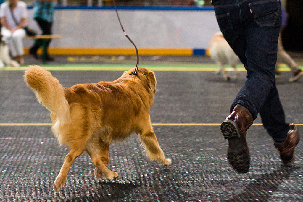 Edison schwebt förmlich durch den Ehrenring