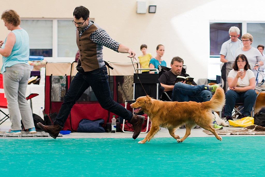 Edison läuft mit großen Schritten geführt von Stephan auf einer Kreisbahn durch den Ring