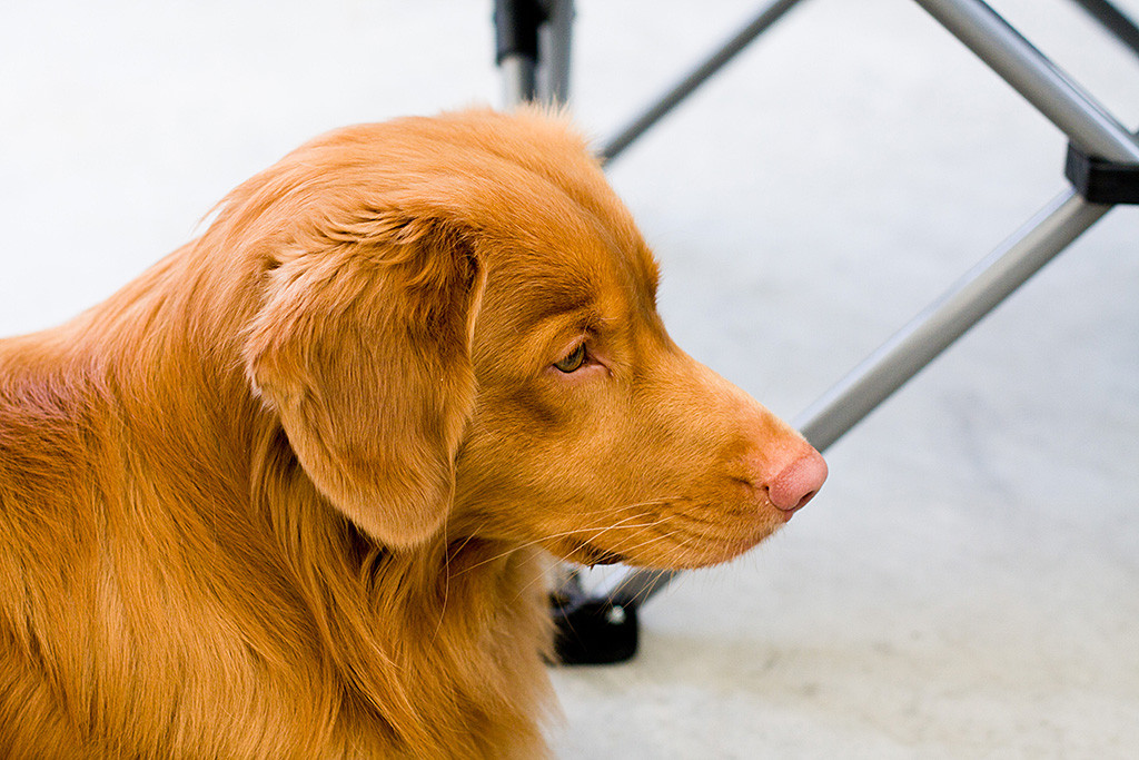 Edisons Kopf in Nahaufnahme