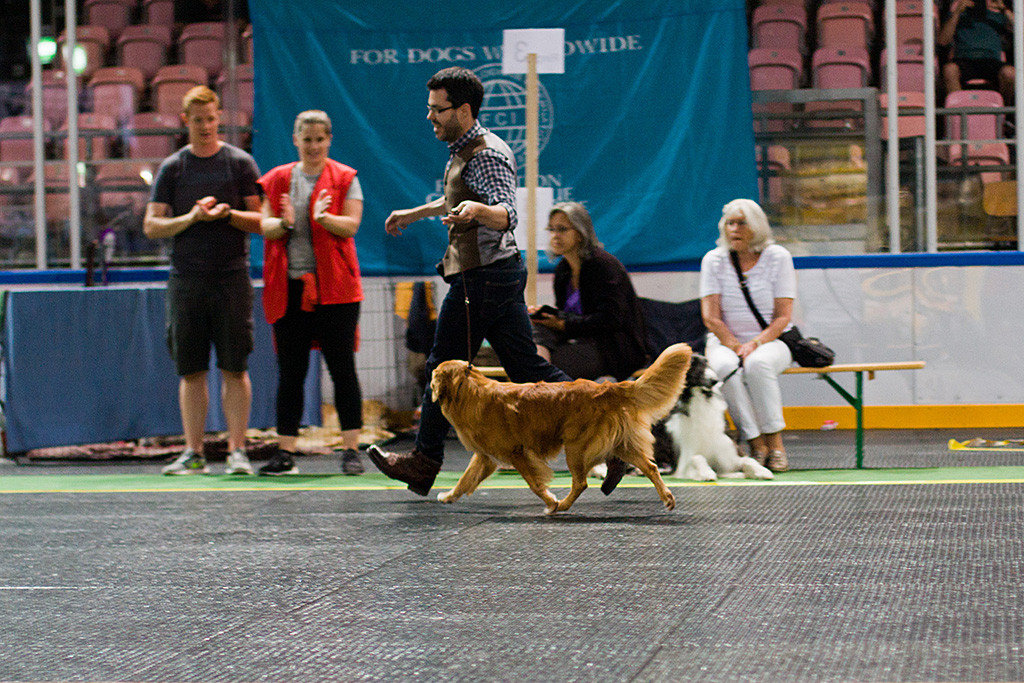 Edison läuft geführt von Stephan durch den Ehrenring, im Hintergrund wird kräftig applaudiert