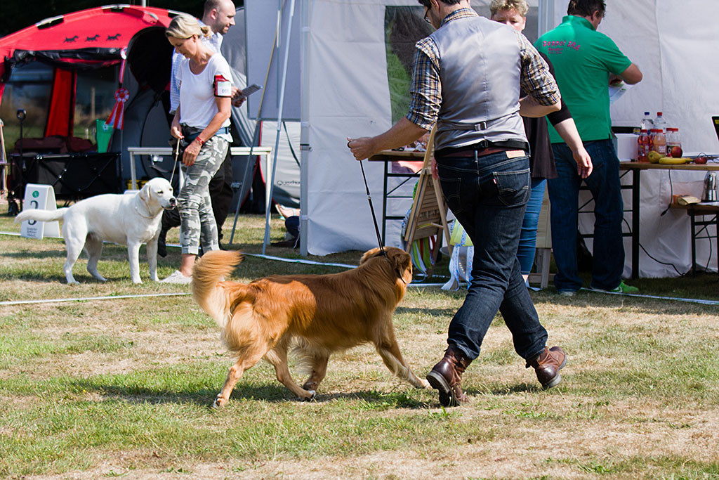Edison läuft an Stephans Seite im perfekten Schritt auf die Richterin zu