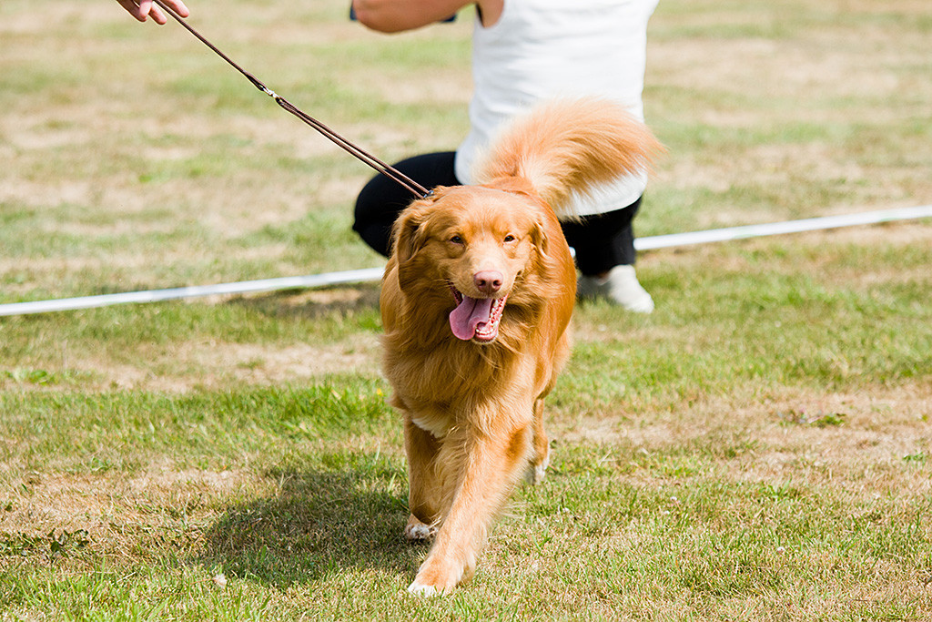 Edison läuft heraushängender Zunge durch den Ring