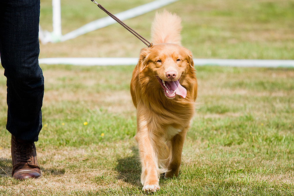 Edison läuft fröhlich mit heraushängender Zunge an Stephans Seite