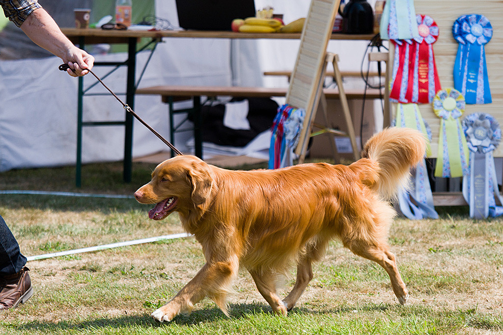 Edison läuft geführt von Stephan im perfekten Schritt durch den Ring