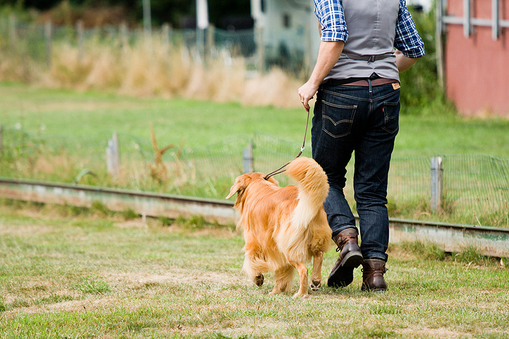Edison läuft an Stephans Seite ungestört über die Wiese